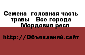Семена (головная часть))) травы - Все города  »    . Мордовия респ.